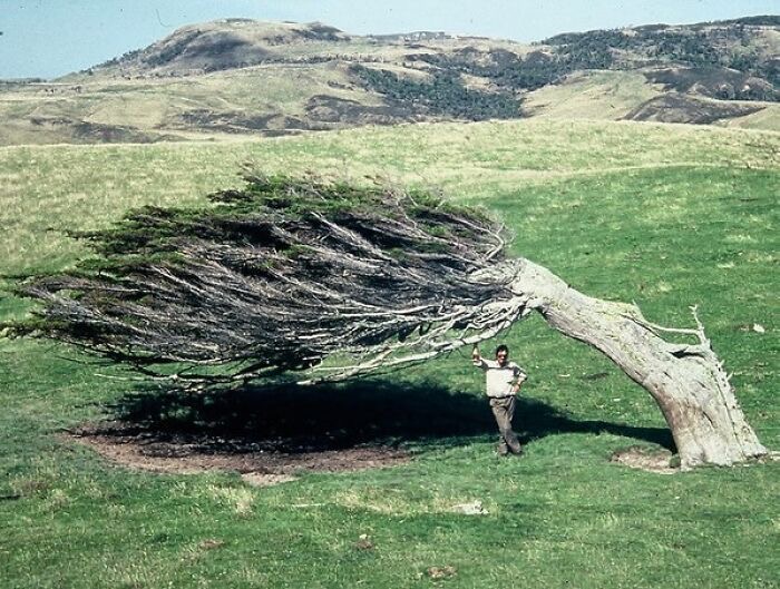 WIND SWEPT TREE